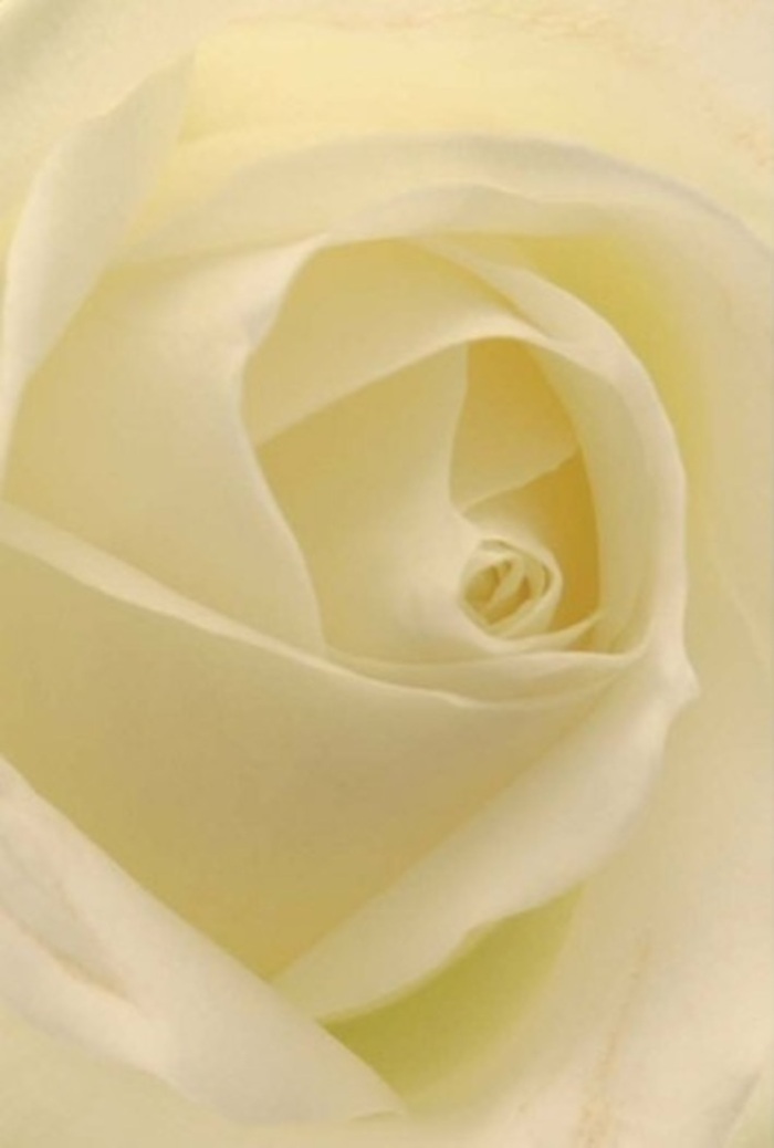 To gaze upon this luminous white rose, captured in deliberate detail by a Tottenham florist, is to be drawn into a world of tranquil layers and sophisticated beauty. The petals, uniquely interwoven, display shades of ivory and cream that softly transition inward-each illuminated by diffuse light reminiscent of a gentle afternoon filtering through the trees at Lordship Recreation Ground. The spiralled core, nearly perfect in form, embodies notions of purity and steadfast hope, making the arrangement ideally suited for heartfelt milestones, sincere apologies, or weddings in and around Tottenham. There is a subtle interplay of matte and satin textures across the petals, inviting thoughts of fine silk and gentle caresses. The near-translucent outer edges seem almost ethereal, a visual echo of the fleeting morning mist that sometimes graces the neighbourhood. The fragrance, though not seen, is imagined as a whisper-fresh, pure, and imbued with serenity. This rose, prepared with skill and understanding by a local Tottenham florist, stands as a symbol of grace, resilience, and the deep care present in every bouquet delivered across the area, whether to homes on Philip Lane or parties at Tottenham Green.